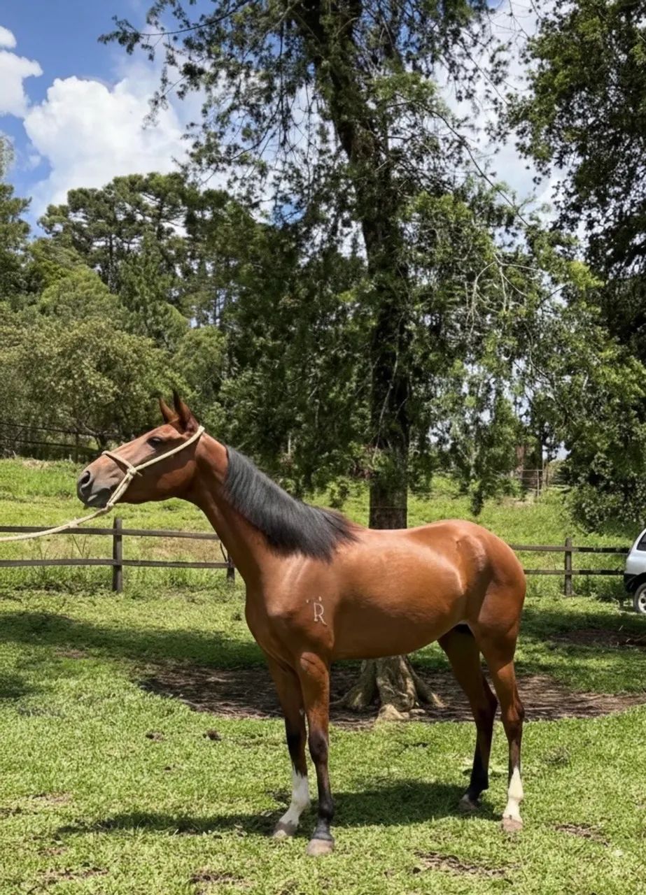 Égua Mangalarga Marchador   - Foto 3