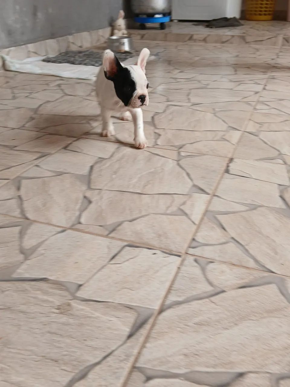 Buldog francês 46 dias(macho) - Foto 2