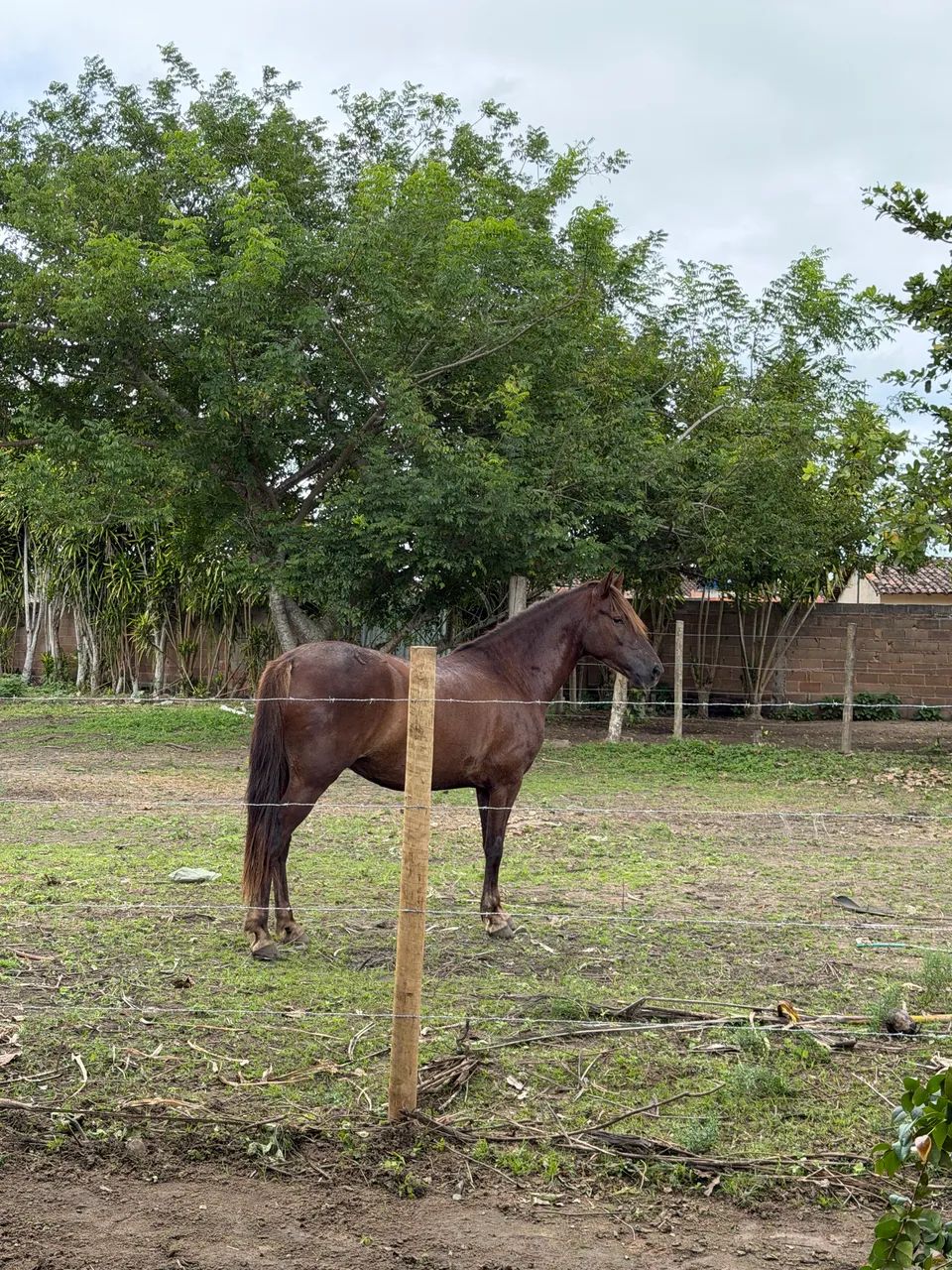 Cavalo mangalarga marchador 