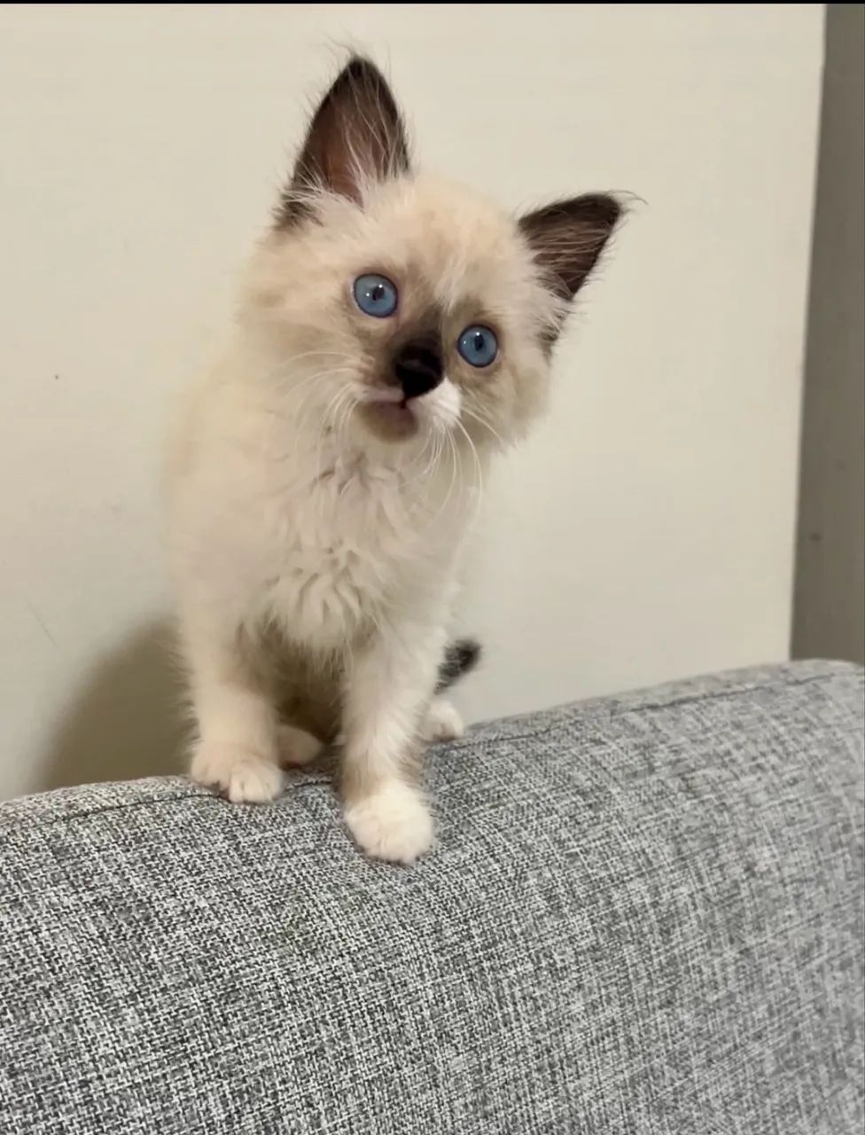 Gato persa com siamês  - Foto 5
