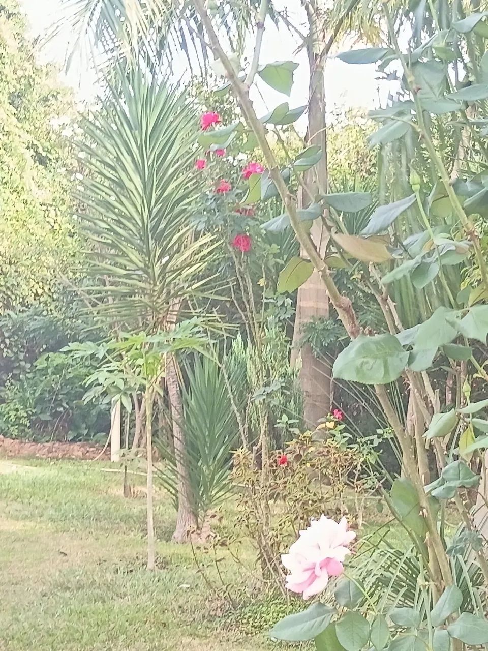 Serviços de jardinagem e limpeza de sítio e lotes em geral  - Foto 4