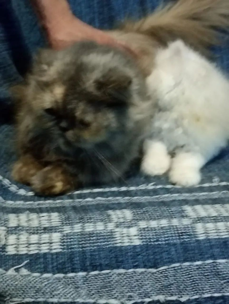 Gato persa macho com 50 dias pai e mãe puros - Foto 3