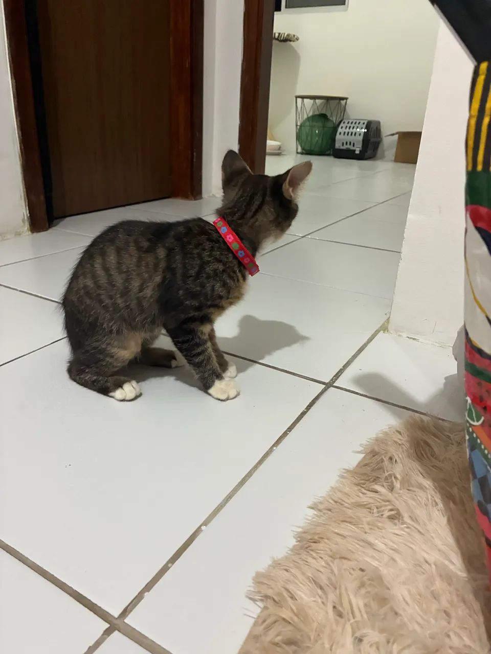 Gatinha para adoção - Foto 2