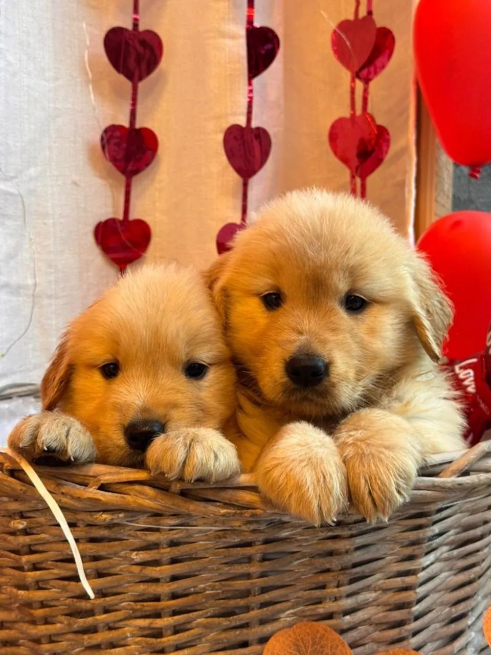 golden retriever fofos
