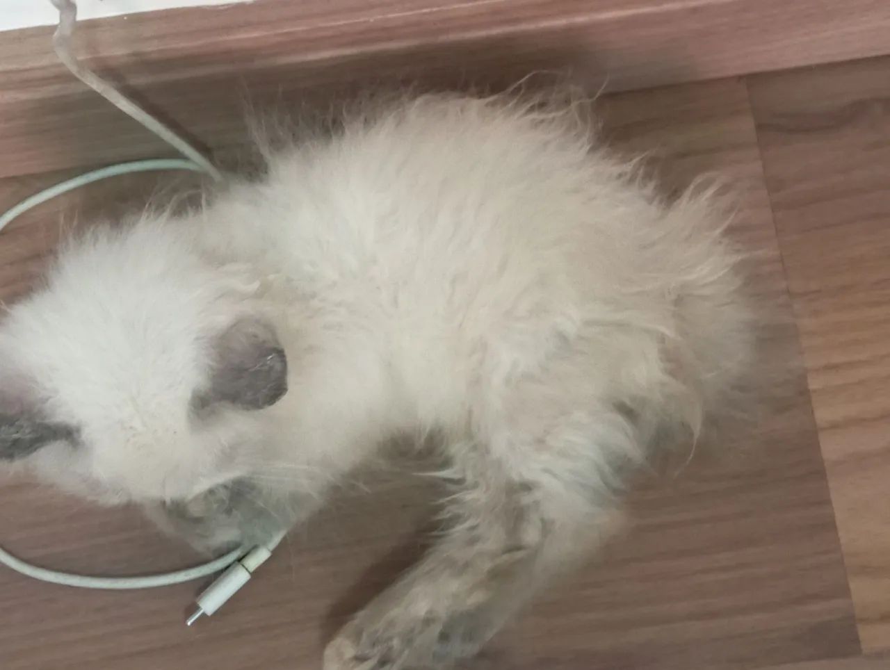 Gato persa  - Foto 2