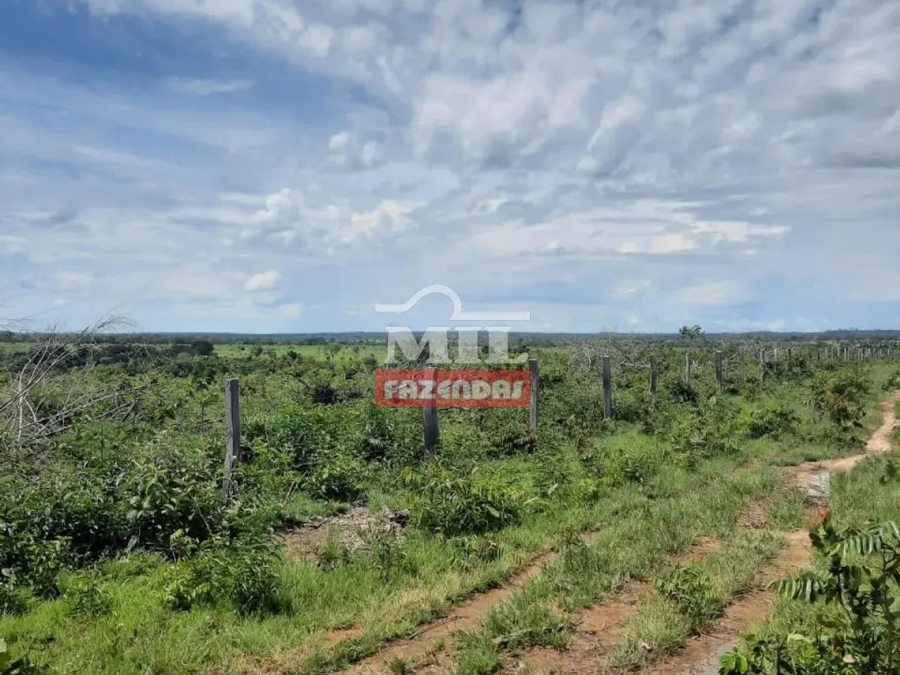 Fazenda 250 Alqueires (1.210 Hectares) Goianorte - GO - Foto 5