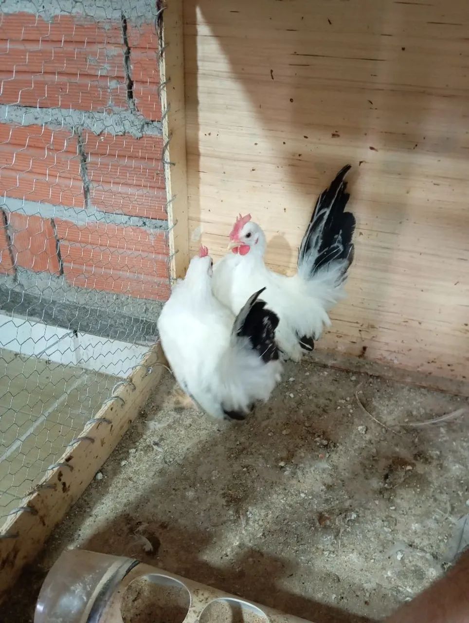 Galizé nagazaki BTW terno  - Foto 2