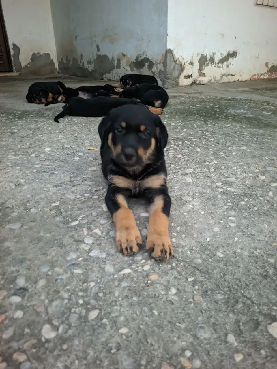 Rotweiller  - Foto 2