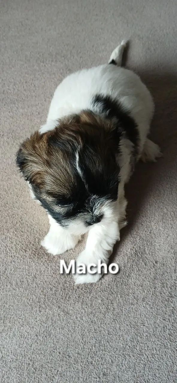 Shitzu