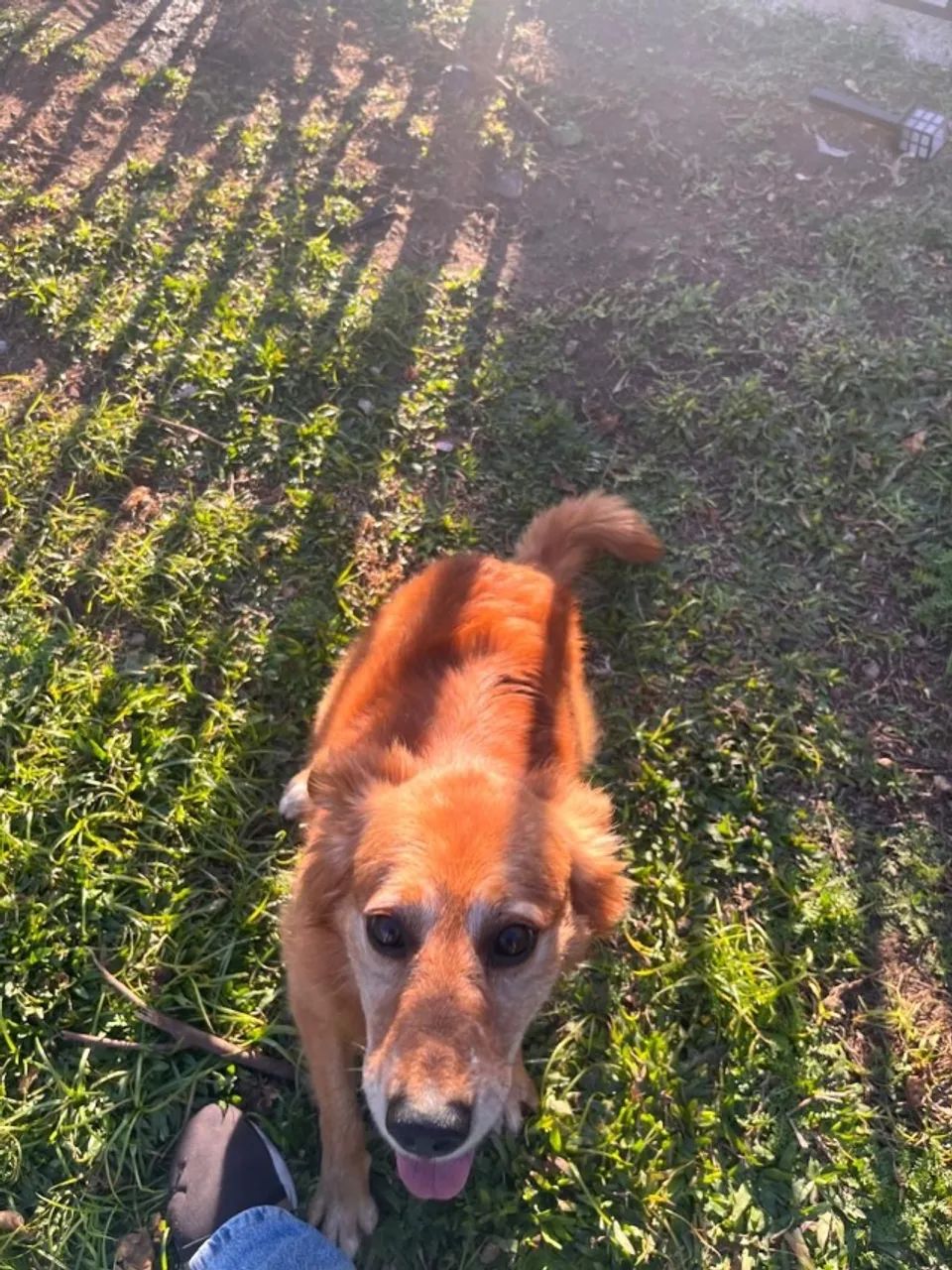 Cachorro doação  - Foto 3