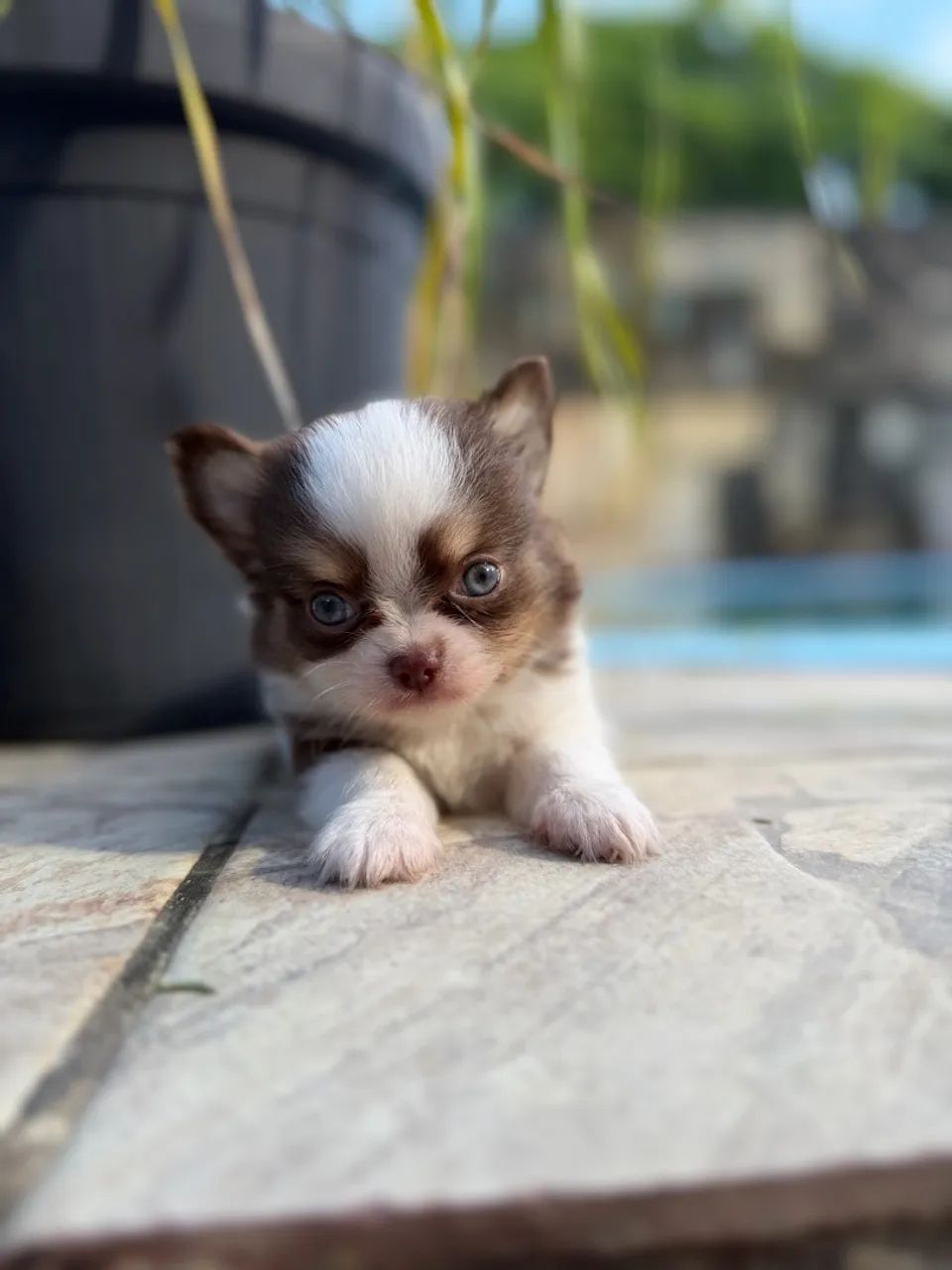 Chihuahuas
