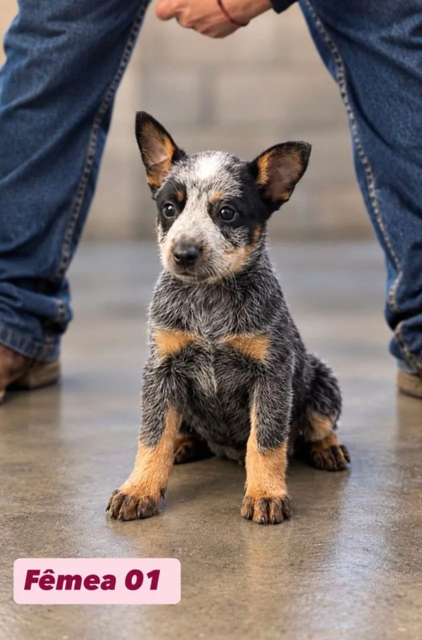 Filhotes Blue Heeler  - Foto 3