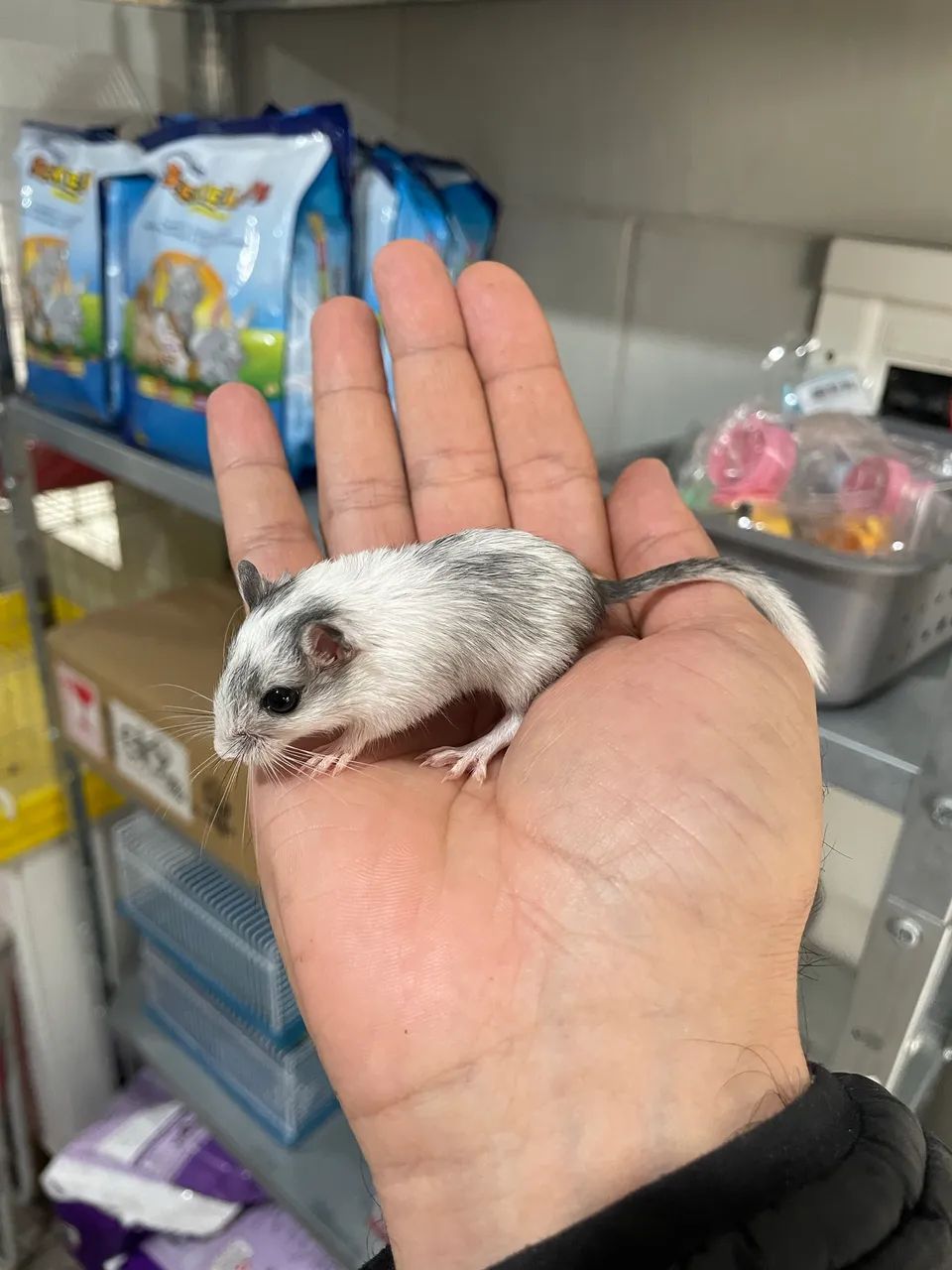 Gerbil filhotes - Foto 5