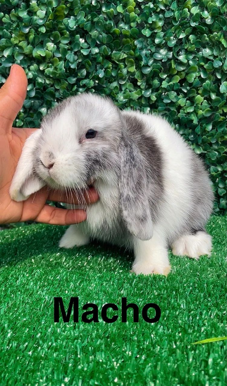 Mini coelhos - Foto 5