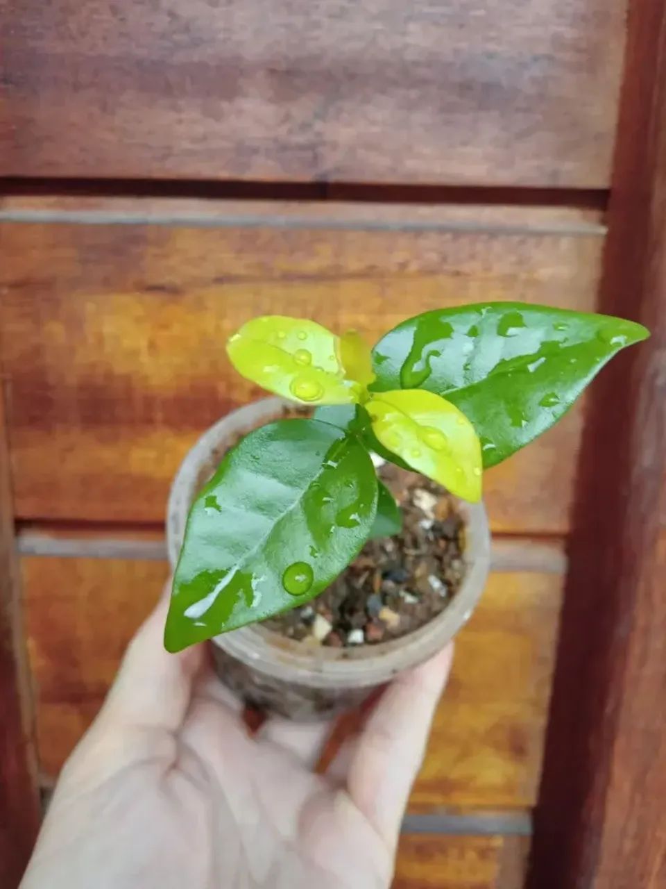 Vende-se mudas de pitanga