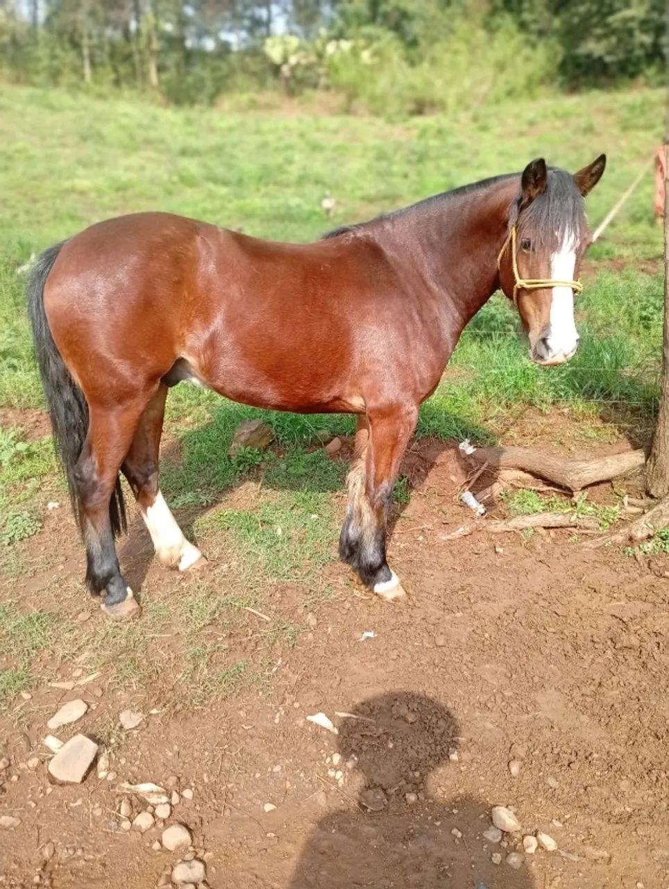 Cavalo Crioulo - Colorado - Foto 4
