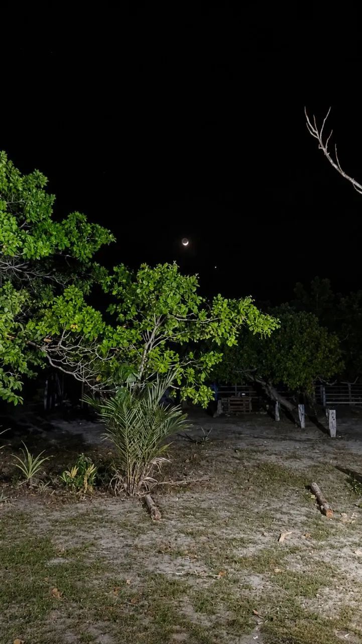 Auxiliar de serviços agrícolas