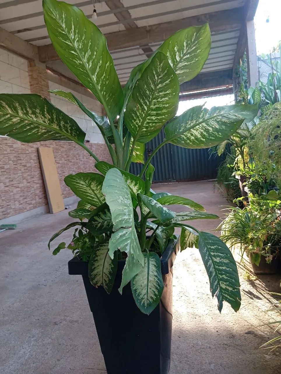 Planta comigo ninguém pode  - Foto 2