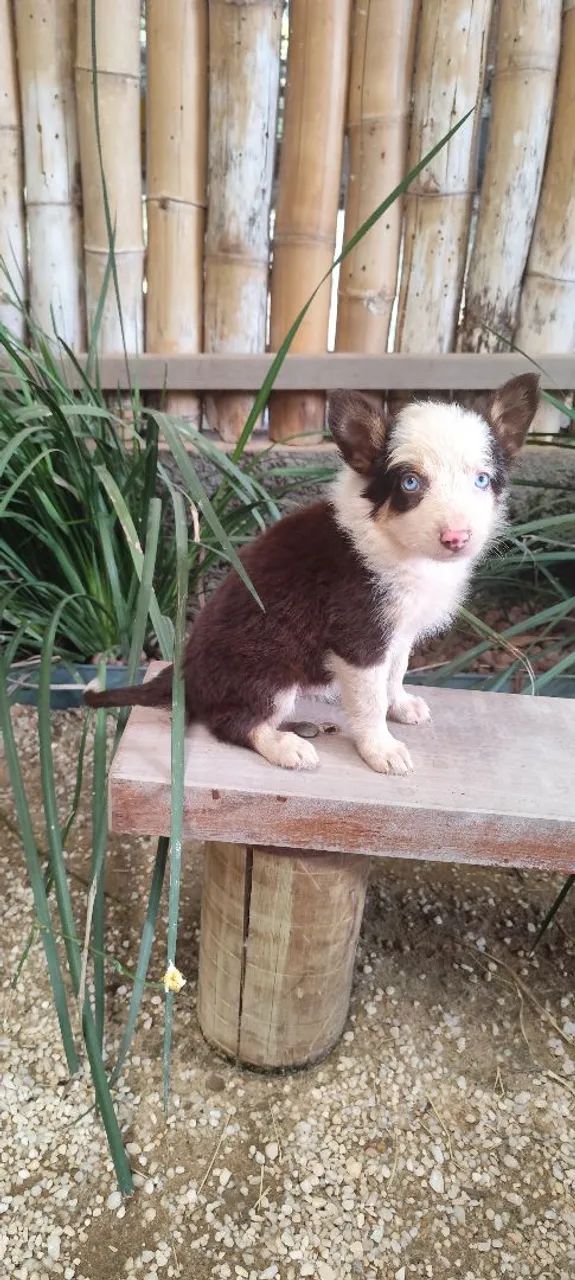 Filhotes de Border Collie - Foto 5