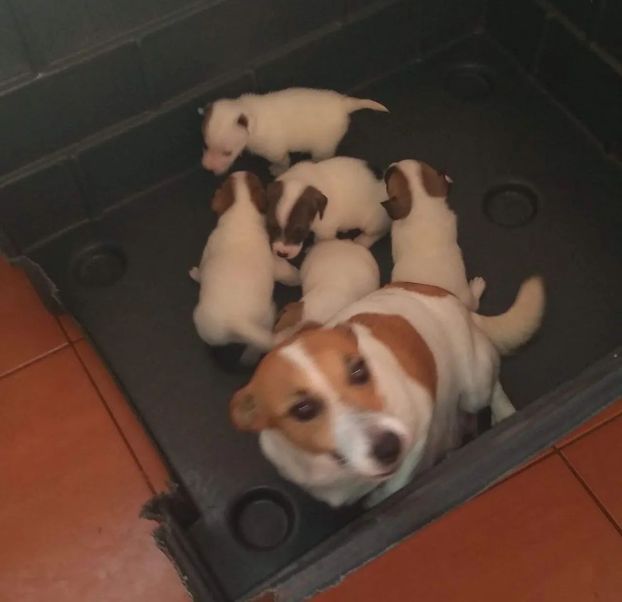 JACK RUSSEL TERRIER 