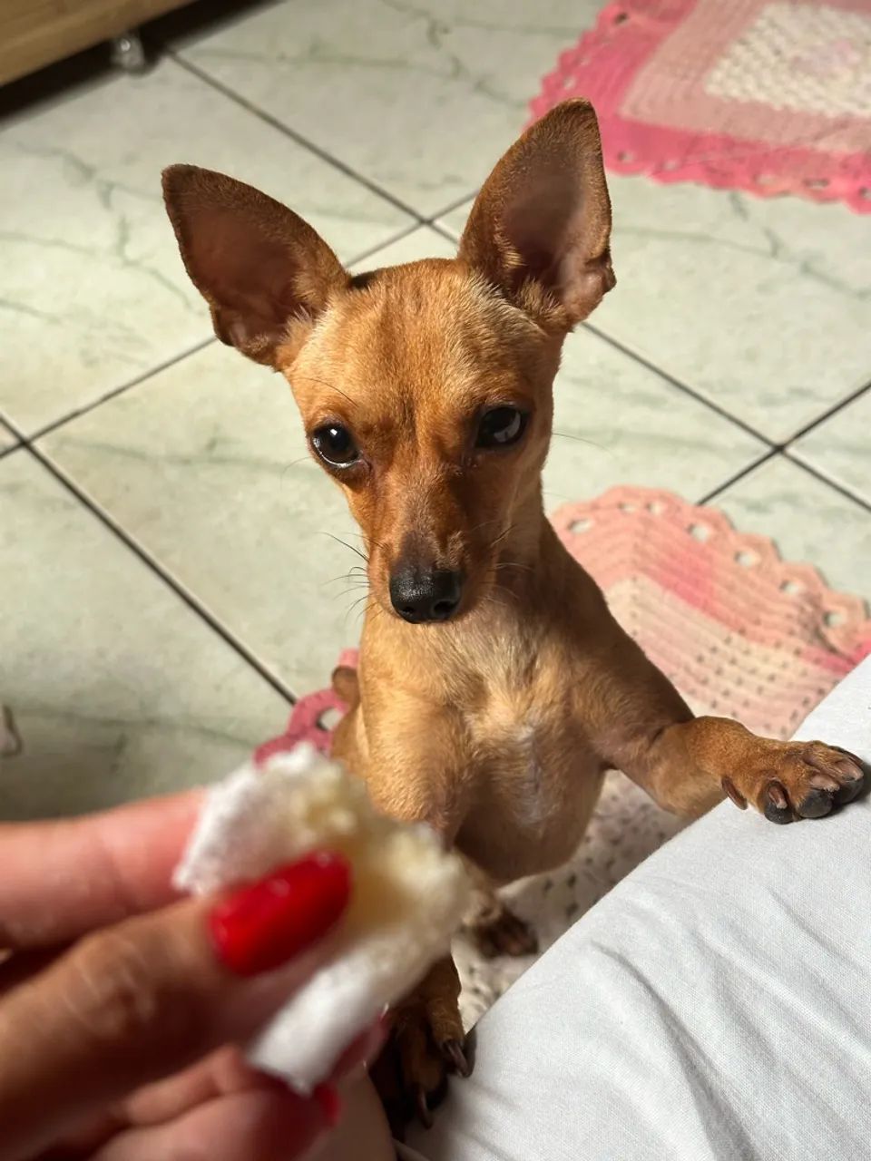 Pinscher  - Foto 3