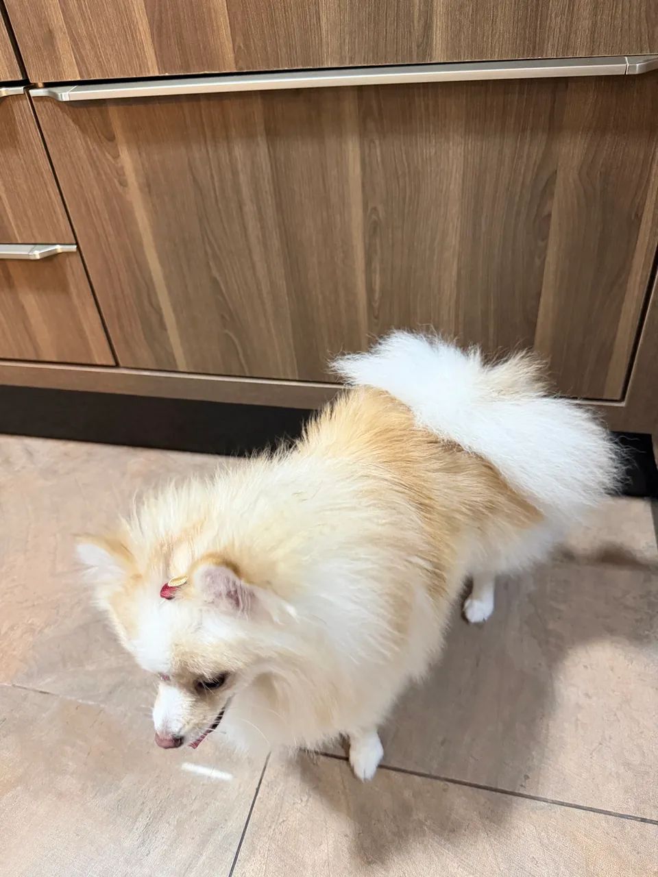 Spitz alemão fêmea 