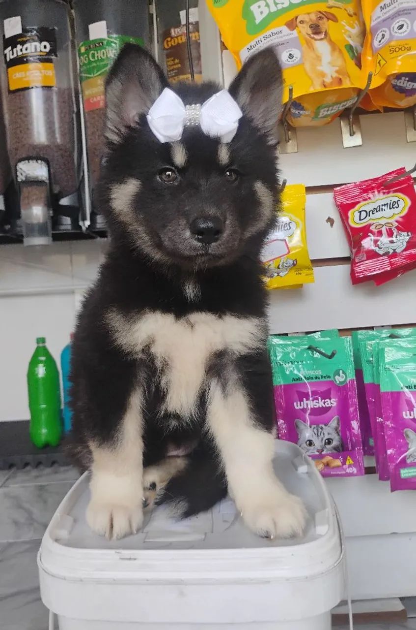 Husky Sibériano  - Foto 2