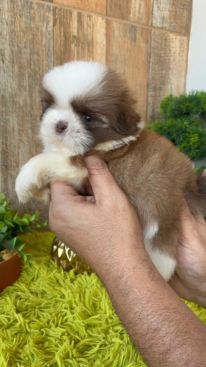 Shih tzu macho - Foto 3