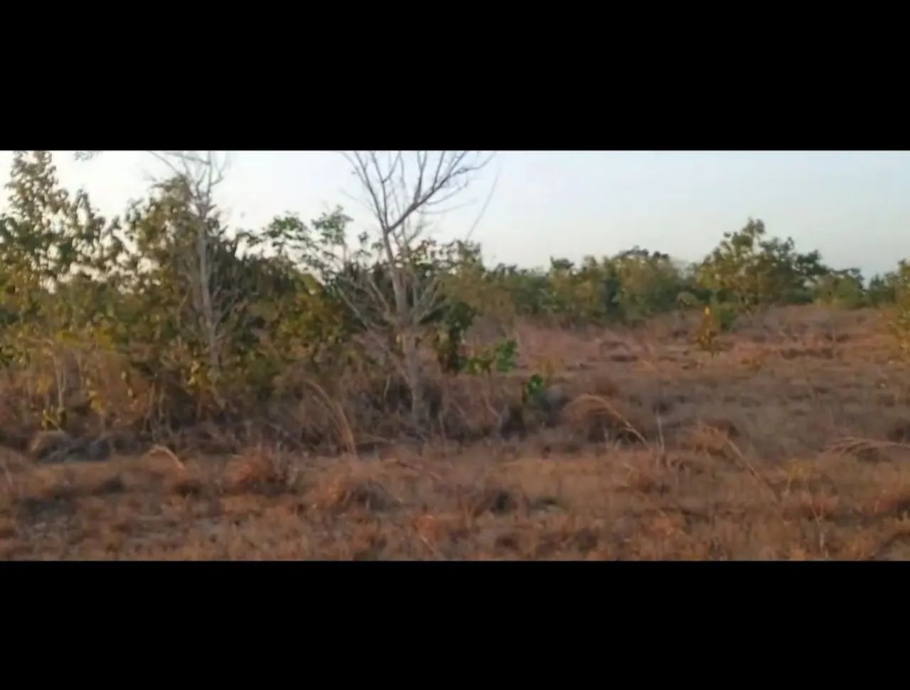 Foto - Macapá - Pantanal