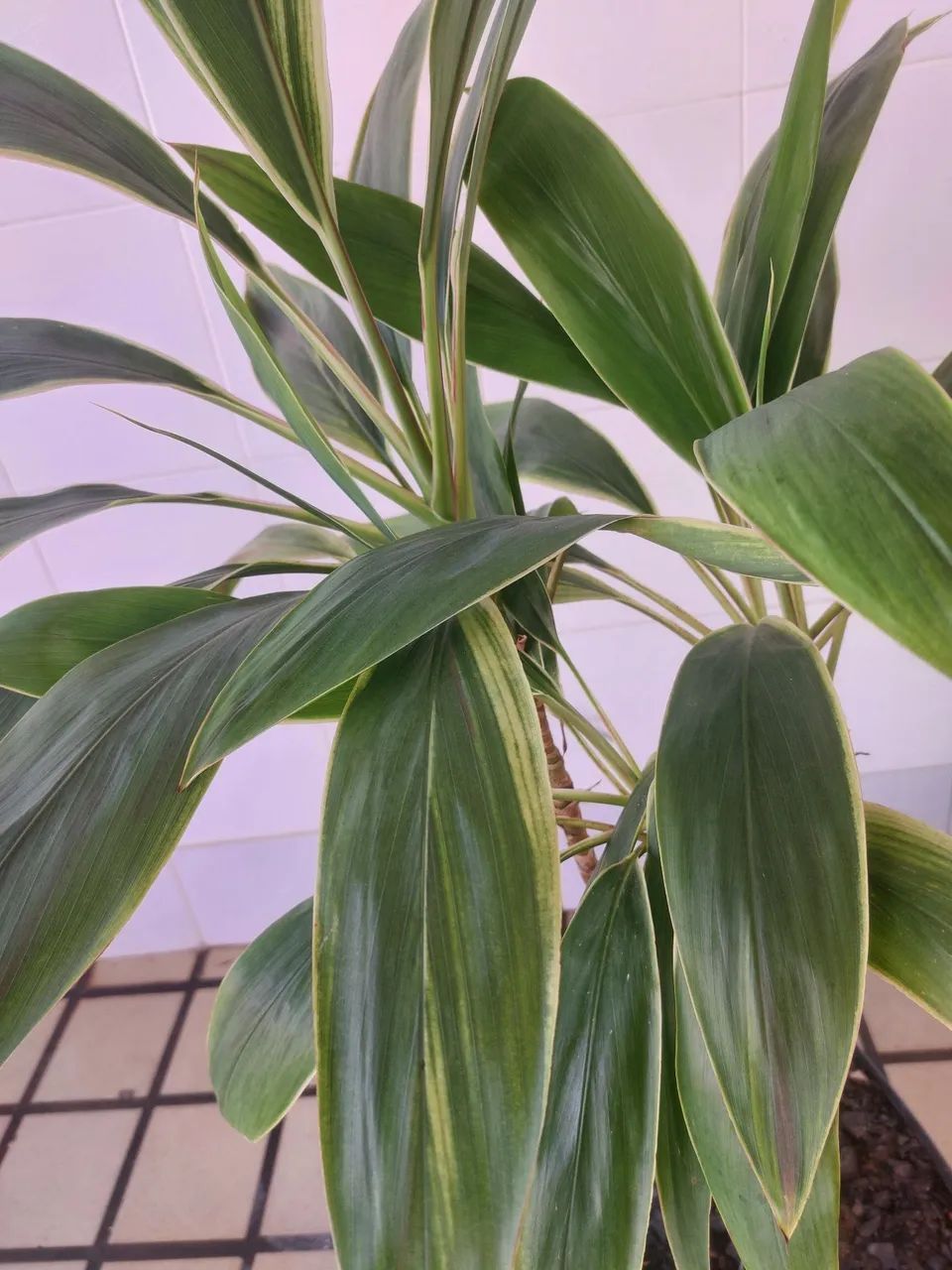 Planta dracaena arborea - Foto 3