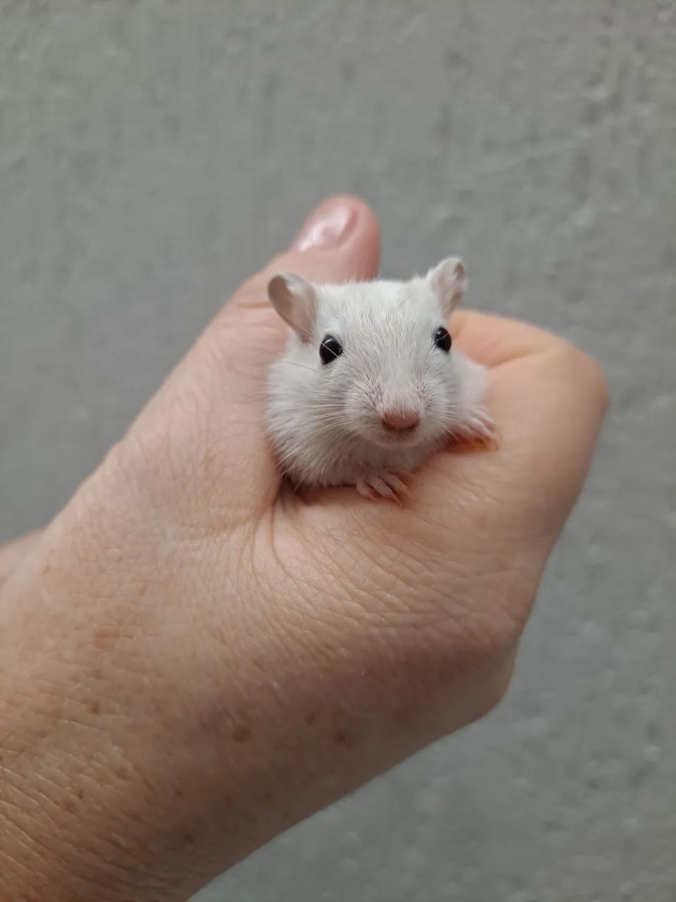 Esquilo da Mongolia Gerbil Polar Fox