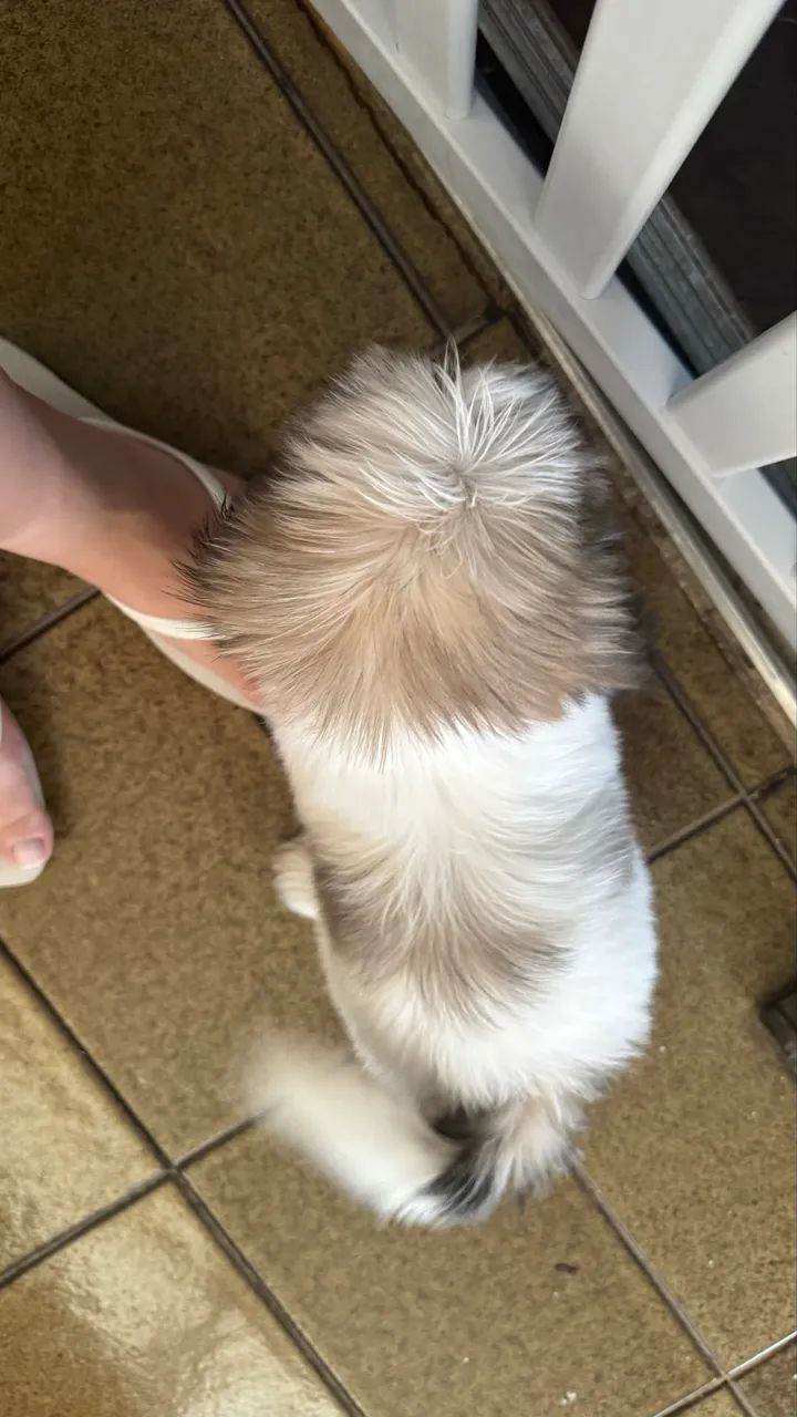Shih tzu - Foto 3