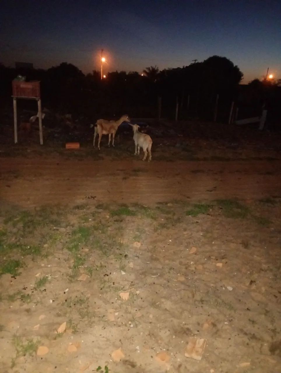 Cabras 