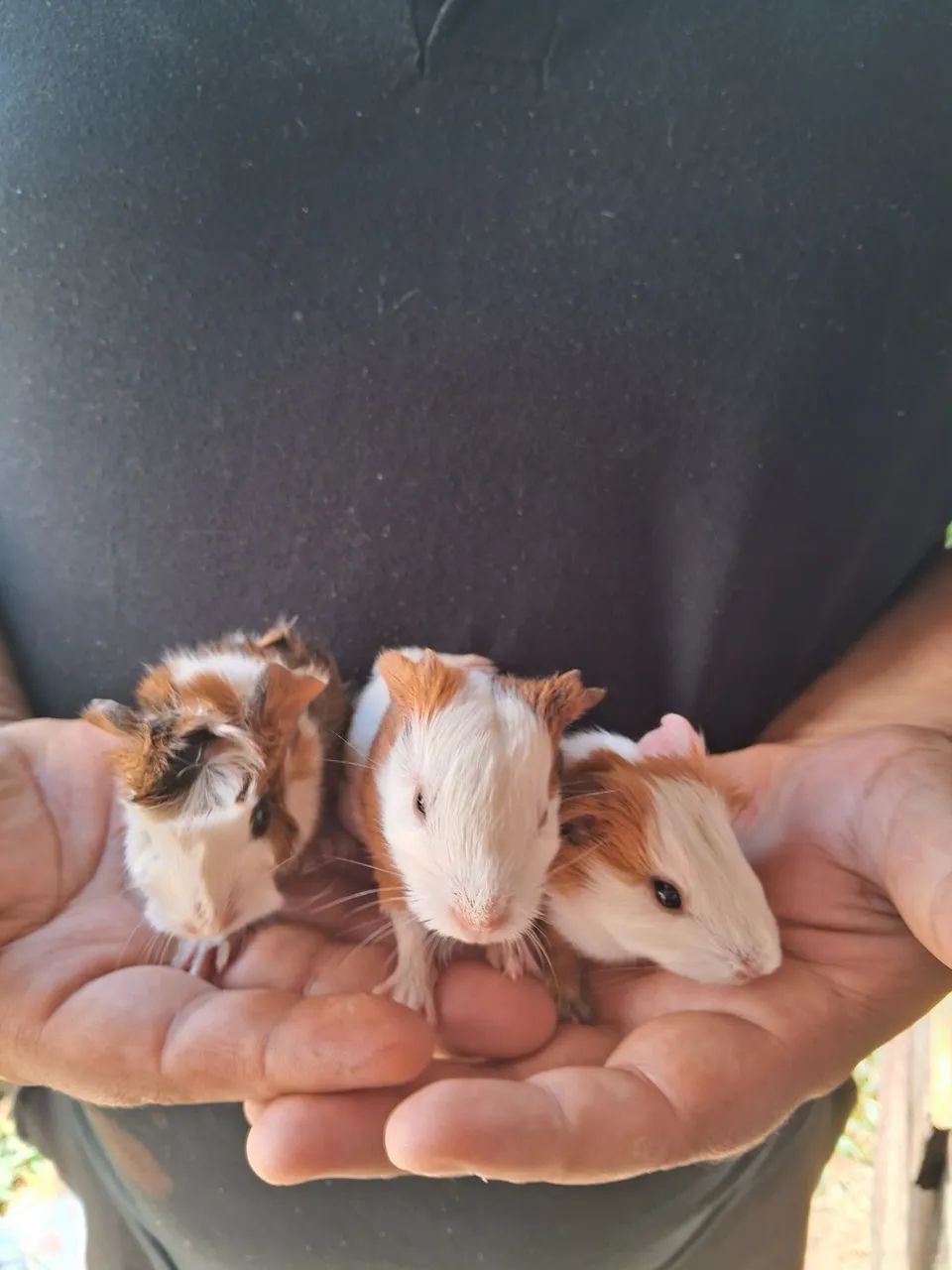 Guinea Pigs65048997848963122