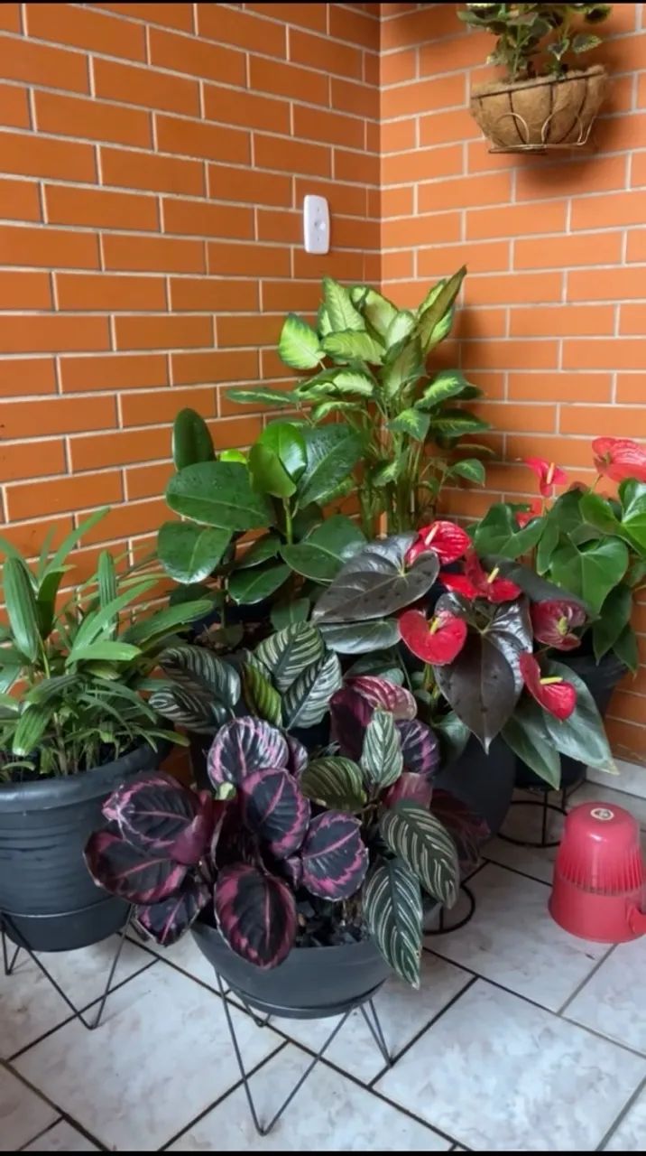 Lote de plantas 