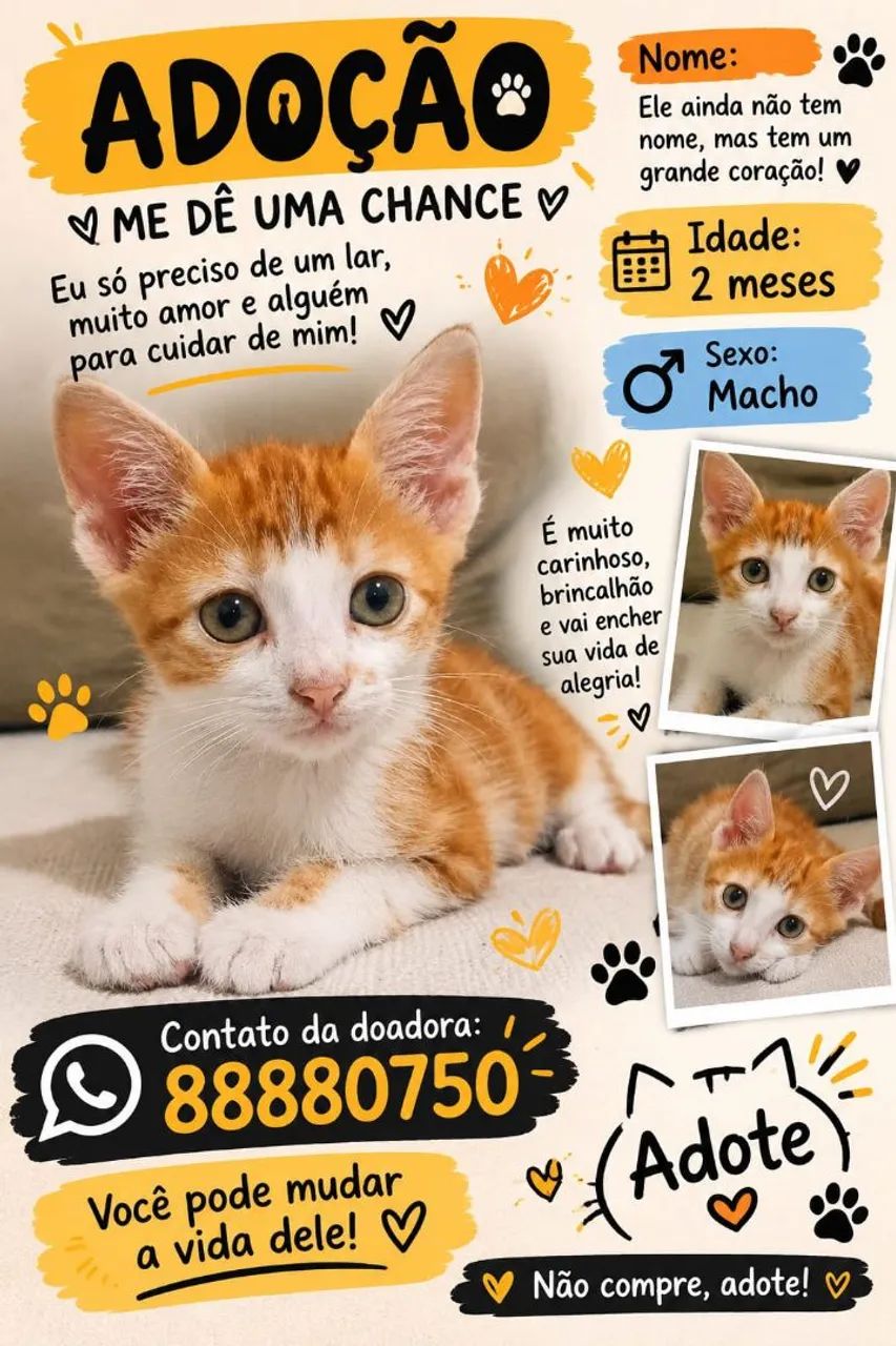 Gatinho 