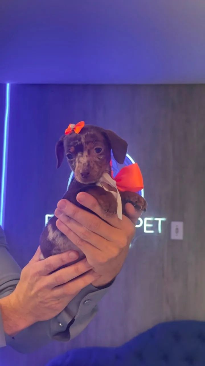 Dachshund