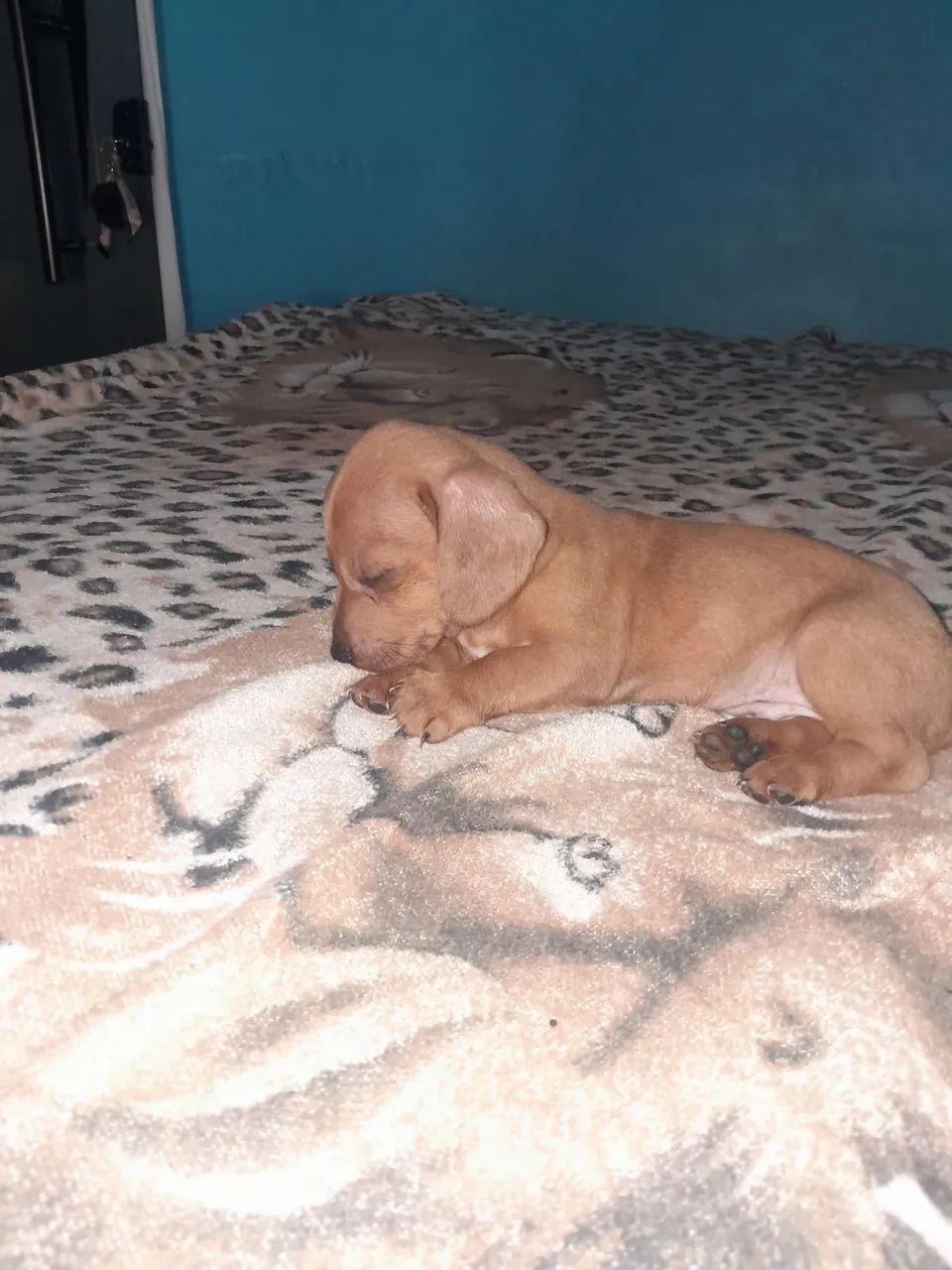 Vendo esse cachorro  - Foto 4