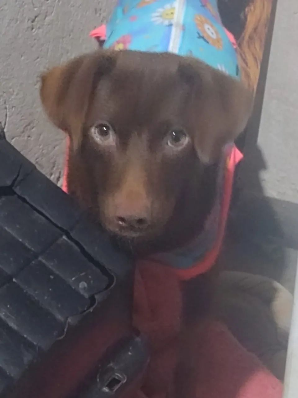  Para Doação - Porte Pequena - Foto 3