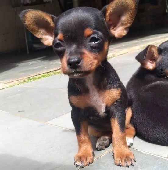 Pinscher