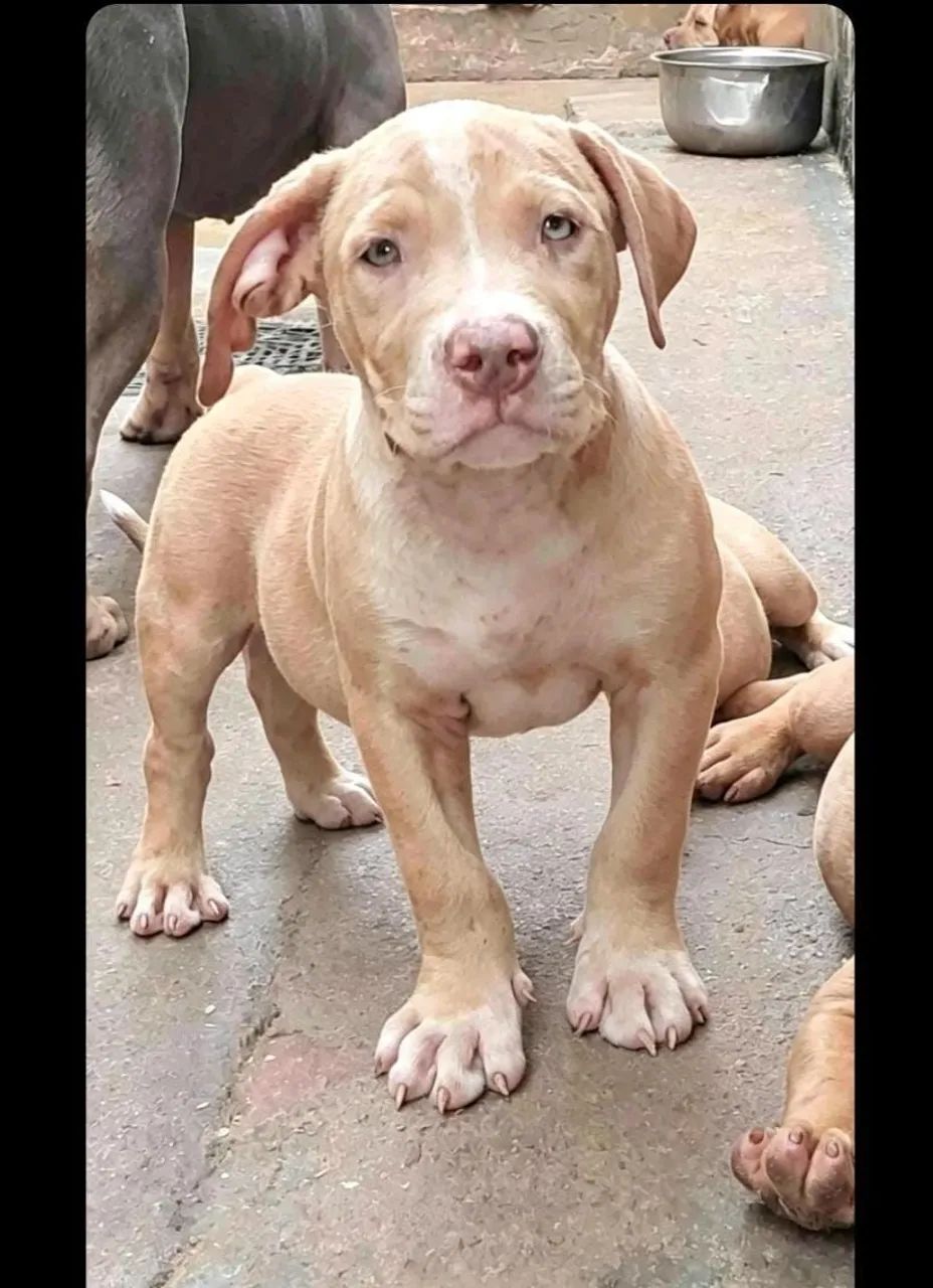 Vende-se  - Foto 5