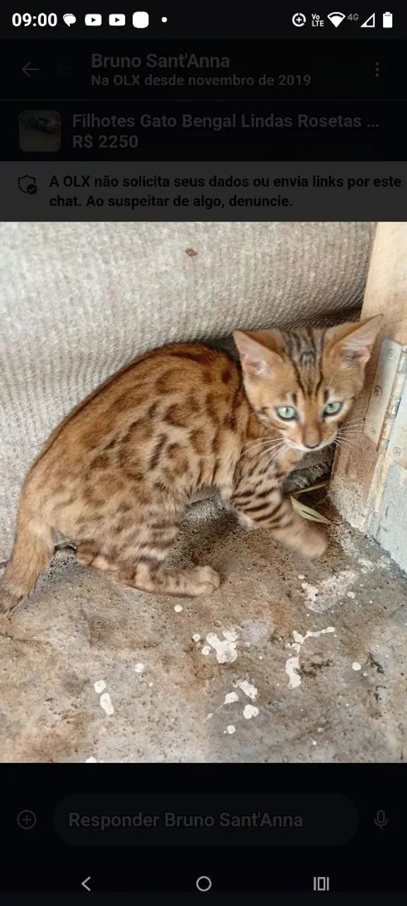 Filhotes Gato Bengal Lindas Rosetas Pedigree linhagem Européia   - Foto 4