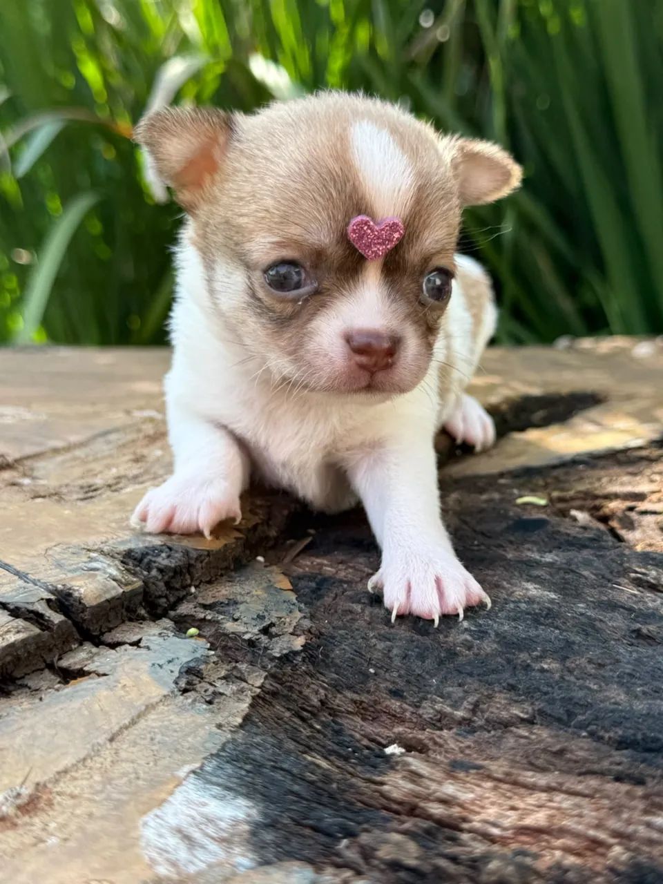 Chihuahua  - Foto 3
