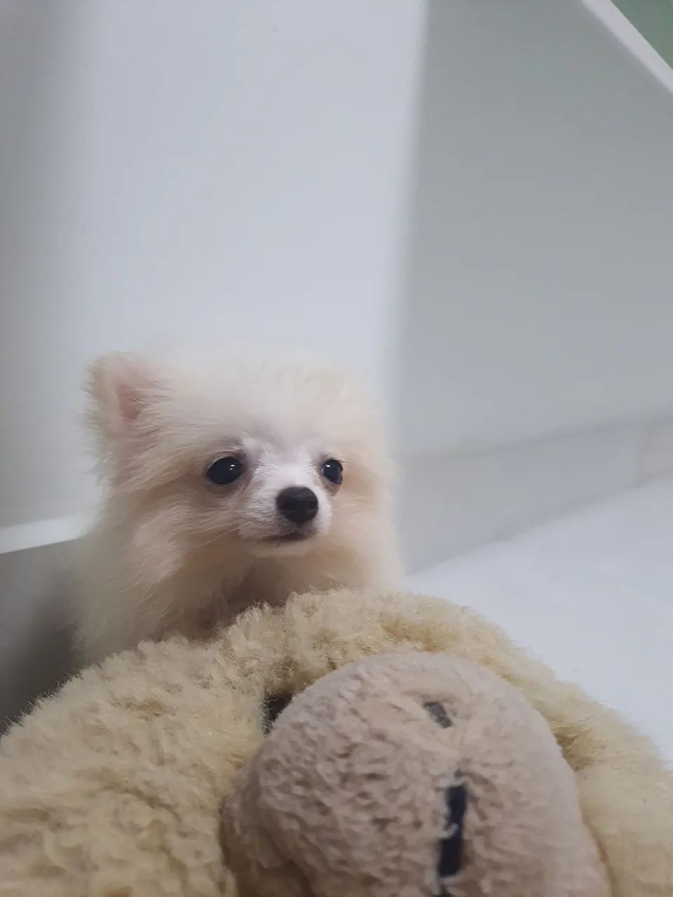 Spitz alemão  - Foto 3