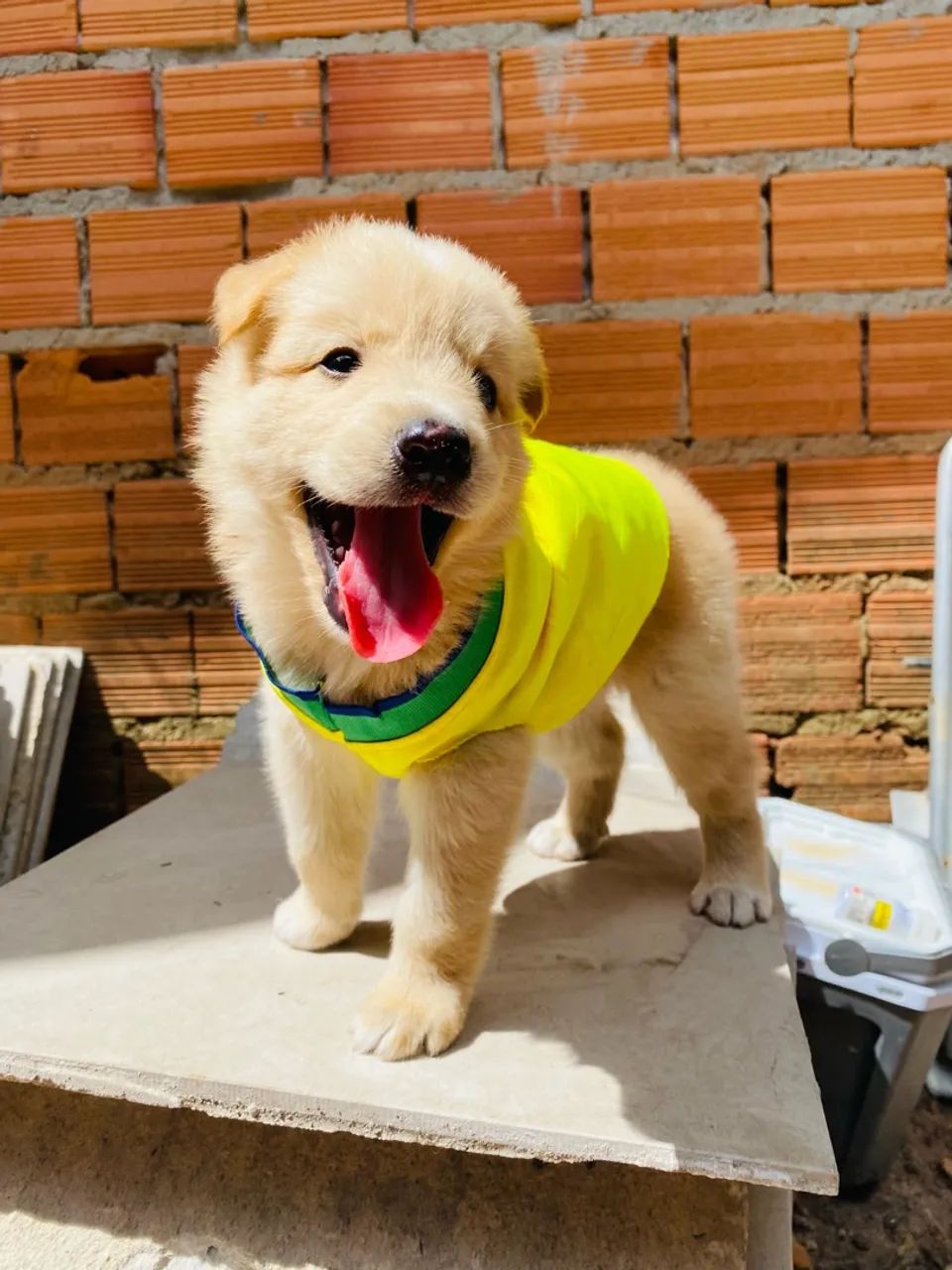 Golden Retrieve - Foto 4