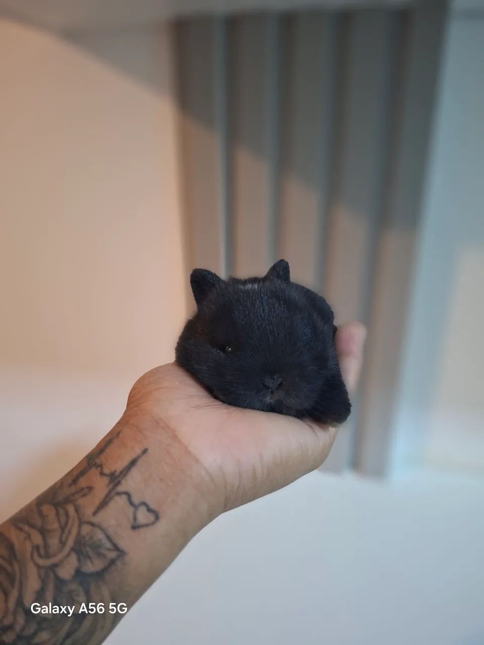   Anão Netherland Dwarf - Filhotes  - Foto 5