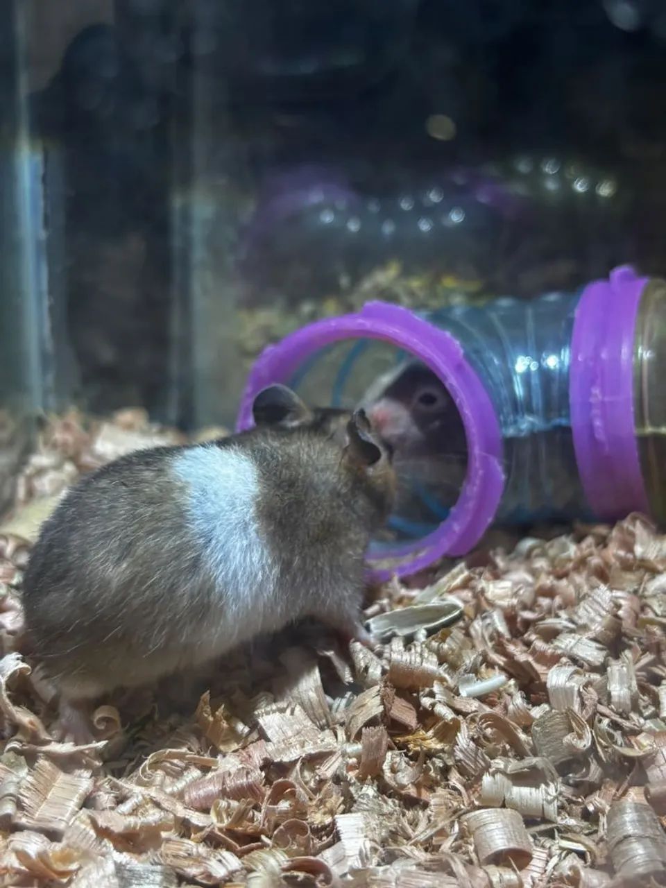 Hamister sirio 