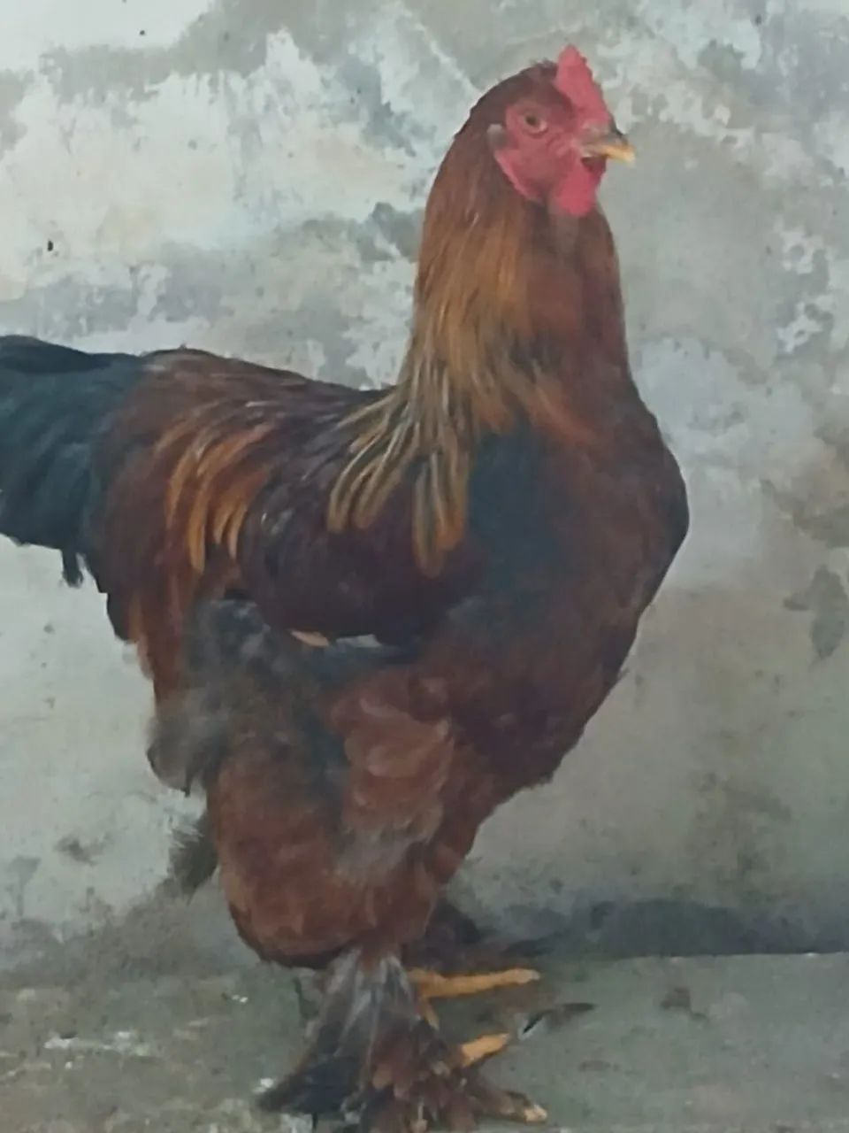 Galo