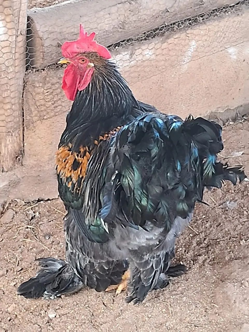 PINTINHOS BRAHMA