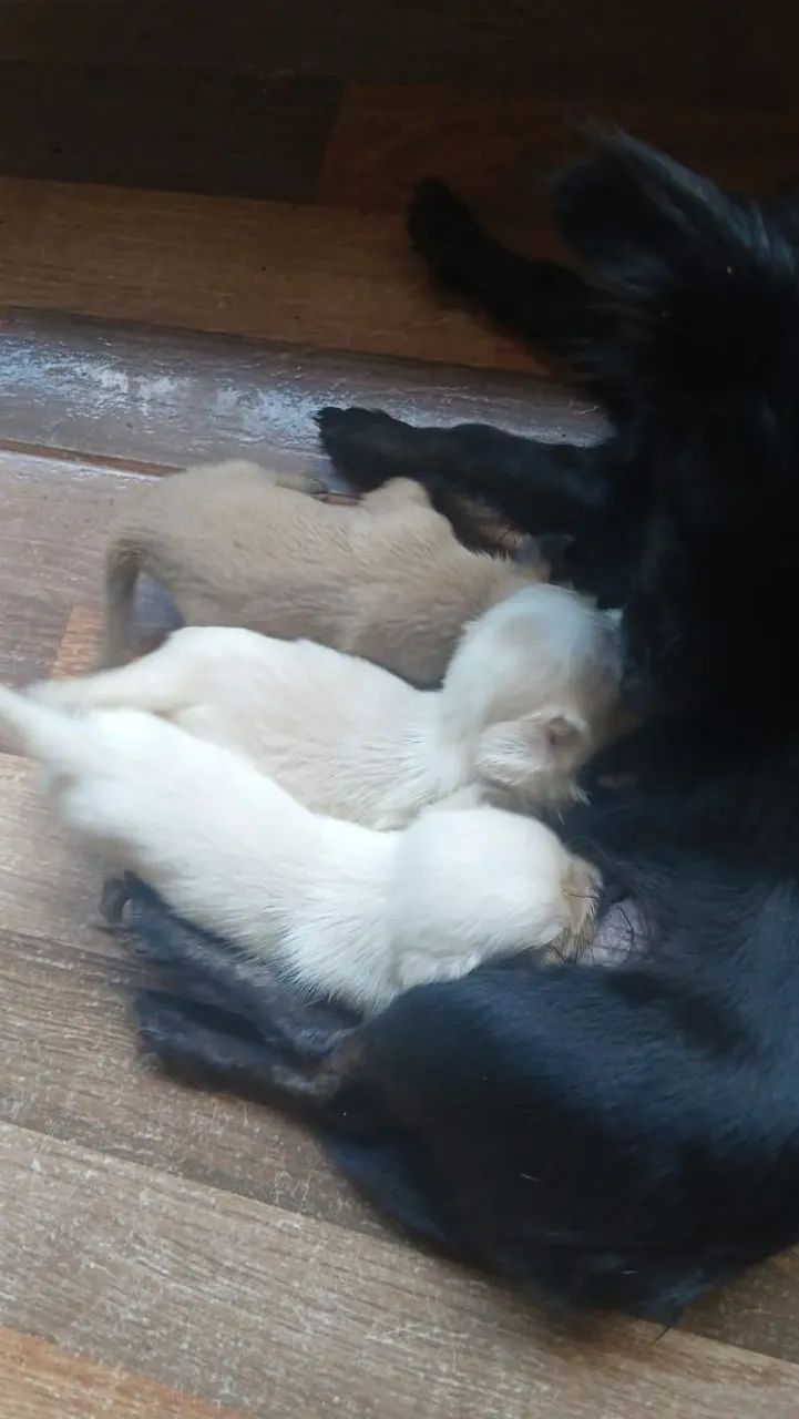 Filhote porte pequeno  - Foto 5